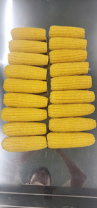 Maíz Dulce Hervido Congelado IQF Blanco, No Glutinoso, Cultivo Común, 15cm, Empaque a Granel, Calidad de Exportación - Ms. Tarina - Product Image 4