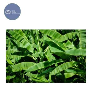 Feuilles de bananier congelées écologiques de haute qualité, feuilles d'emballage vertes fraîches en gros pour l'emballage alimentaire - Product Image 1