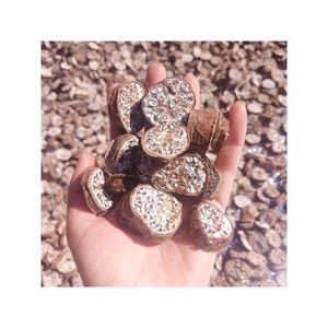 ส่งด่วน ขายดี กล้วยป่าอบแห้ง/กล้วยป่าธรรมชาติหั่นเป็นชิ้น จากป่าสูงเวียดนาม - Product Image 5