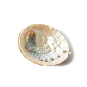 <b>Abalone</b> <b>shell</b> seashells for aquarium decor & jewelry crafts producer price natural sea <b>shells</b> - Product Image 4