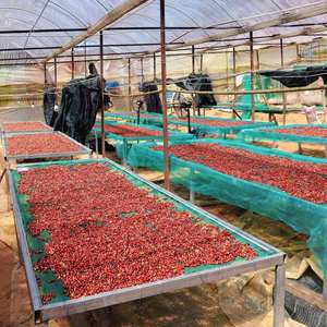 HANCOFFEE Granos de Café Verde de Vietnam Robusta, Granos de Café Sin Tostar Más Baratos, Empaquetados a Granel 60 kg - Muestra Gratis - Product Image 6