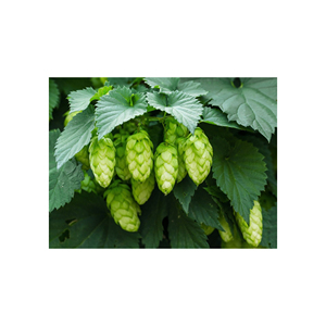 Houblon Naturel Brut de Qualité Supérieure, Ingrédient Récolté avec un Arôme Frais et une Qualité de Produit Constante - Product Image 5