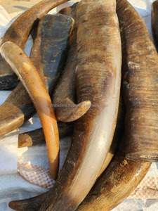 Puntas de Cuerno de Búfalo Natural, Pulido de Primera Calidad, Puntas de Cuerno de Búfalo, Buey y Vaca, Cuerno Natural Crudo de la India - Product Image 5