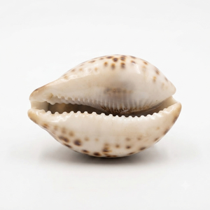 Conchas de Cauri Grandes de Primera Calidad para Joyería Bohemia, Decoración Costera del Hogar, Artesanía Natural Impermeable de Origen Ético - Product Image 1