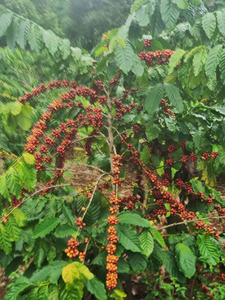 Buen precio Bebida especial vietnamita Dalakon Kon Tum Polvo de café molido 0.25kg Bajo contenido de cafeína Pedidos al por mayor - Product Image 6