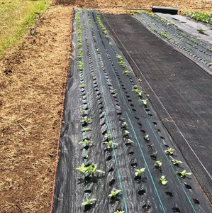 Toile de paillage agricole en plastique 5% UV, tissée, haute résistance, avec trous perforés pour le contrôle des mauvaises herbes - Product Image 6