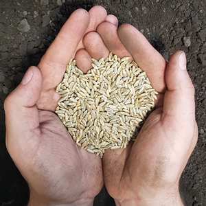 Fournisseur en gros de grains de seigle biologique en vrac, prêts à l'exportation, qualité supérieure et stock important, livraison rapide Autriche - Product Image 5