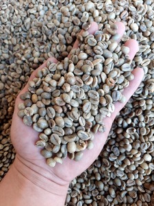 [Listo para enviar] Granos de café verde Robusta de Vietnam totalmente certificados con certificaciones de exportación y el mejor precio + 84359169566 - Product Image 3