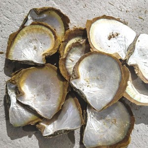 Mejores descuentos en conchas de ostra Akoya de perla natural, conchas marinas de alta calidad para joyería y manualidades. - Product Image 1