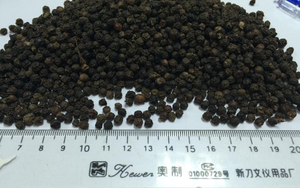 Poivre noir Phalco Vietnam JSC de qualité supérieure 500G/L-580 G/L Durée de conservation de 24 mois Brut du Vietnam Vente en gros - Product Image 6