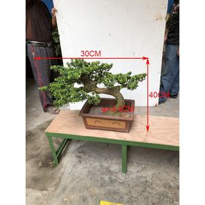 40cm Mini interno verde pino di alta qualità artificiale Bonsai pianta per la <span class=keywords><strong>vendita</strong></span> - Product Image 3