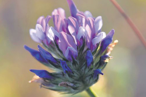 Aceite Portador de Babchi 100% Puro Prensado en Frío, Origen India, Color Marrón Rojizo, Aceite Espeso de AARNAV GLOBAL EXPORTS - Product Image 5