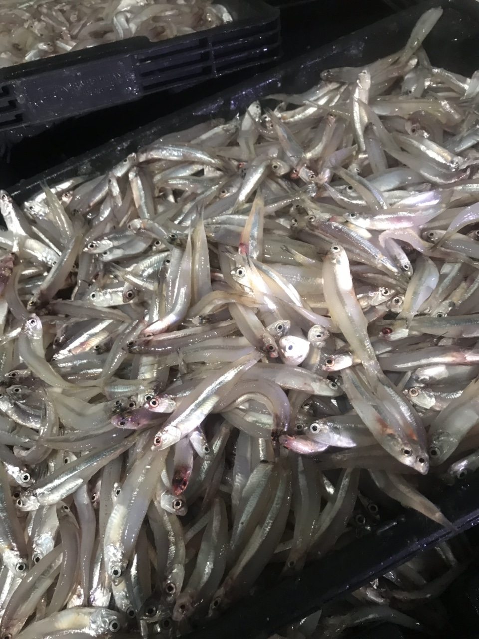 Frozen Horse Mackerel / Fish From Vietnam Cheap Price