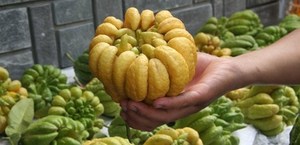 Buddah Fingers ส้ม - Product Image 6