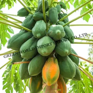 IQF PAPAYA DICE WITH HIGH QUALITY FROM VIETNAM