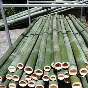 High Quality Vdelta 100% Bamboo <b>Poles</b> (30cm-600cm) <b>for</b> <b>Gardening</b>/Construction/Decoration Vietnam Origin Contact Lionel +84 - Product Image 1