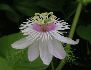 Passifloraceae แห้งจากเวียดนาม - Product Image 5