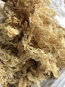 TOP PREMIER EUCHEUMA ALGODÓN MAR MUSGO DE VIET NAM - Product Image 5