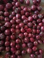 남아프리카산 생홍양파 그린 플러스 HACCP 인증 껍질 없는 5-12cm 10/20/25KG 12개월 유통기한 조리용 해상/항공 운송