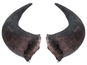 ฮอร์นเป่าแตรเป่ามือทำมือธรรมชาติทำจากเขาควายธรรมชาติ - Product Image 2