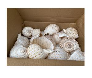 Artesanías naturales, conchas de mar de gran tamaño, conchas de Caracol pulidas, bonitas conchas marinas para la decoración del hogar, conchas de Caracol blancas pulidas 99GD - Product Image 1