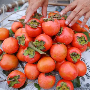 Best Selling Hoge Kwaliteit Gedroogde Persimmon In Vietnam/Laura + 84 896611913