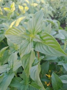 Production égyptienne de basilic sec de qualité supérieure, épices et herbes brutes - Product Image 3