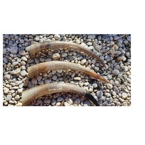 Pièce de spectacle décorative en corne naturelle de buffle couleur et table et mur long boeuf meilleure qualité 3 pièces corne décorative - Product Image 1