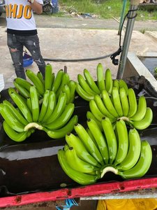 Plátano Verde Fresco Vietnamita de Vietnam $6.50/Caja/Ámbar - Product Image 6