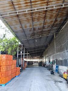 Aperitivos de Mango en rodajas naturales orgánicas, frutas secas, alta calidad, sin azúcar - Product Image 5