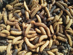 Gusanos de harina secos premium y larvas de mosca soldado negra de Vietnam |   Alimento para Animales con Alto Contenido de Proteínas |   Proveedor Mayorista - Product Image 6