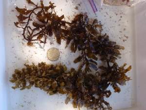 Alga Marina Seca de Sargassum al por Mayor a Precio Económico - Ámbar +84383004939 - Product Image 6