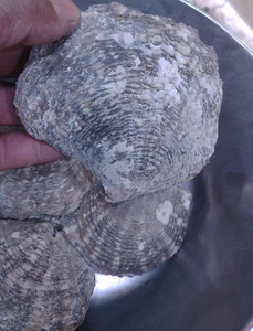 Pinctada en mer naturelle avec l'intérieur de la perle, pour les applications techniques et médicales, 1 pièce - Product Image 6