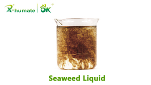 100% extrait d'algues engrais organique/engrais d'algues Ascophyllum Nodosum Essence d'algues - Product Image 5