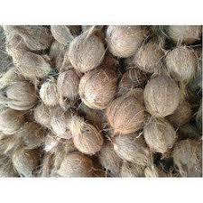 Fresh Semi husked Coconut - Product Image 4