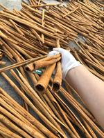 Bâtons de cannelle séchés, traitement brut, haute qualité, certifiés ISO, meilleur prix du Vietnam +84 363 565 928