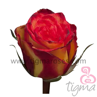 Ekuador Mawar Tinggi + Bunga Segar Alami Ajaib Bunga Bunga Potongan Panjang Bunga Mawar untuk Grosir dan Pernikahan dari Tigma