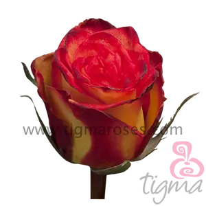 Ecuador玫瑰高 + 神奇的天然鲜花长茎切玫瑰批发和婚礼来自Tigma