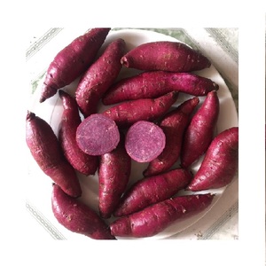 Rodajas de batata secas al vapor IQF verduras frescas cortadas congeladas personalizables procesadas Origen de Vietnam paquete al vacío de grado superior - Product Image 1