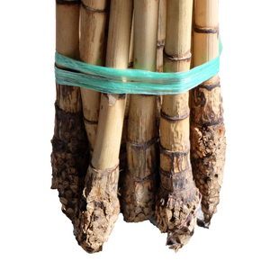 Matériau de canne en rotin brut naturel de haute qualité 18/23mm 24/29mm 30mm 3M 4M pour serres agricoles à couche unique vert - Product Image 3