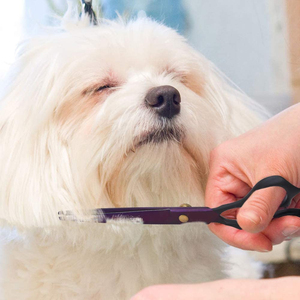 Tijeras rectas para el cuidado de mascotas, mango cómodo para el diseño más nuevo, hechas en paquistaní - Product Image 5