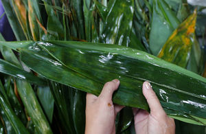 Extrait de bambou/VIET NAM HAUTE QUALITÉ MS.SOPHIE - Product Image 3