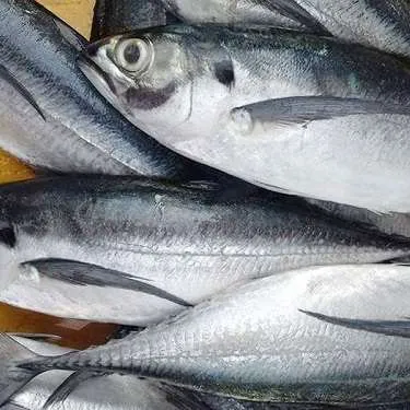 Frozen Horse Mackerel Harga Murah-Ikan dari Vietnam Nature Fish 10Kg Kotak Karton-Whatsat 0084989322607