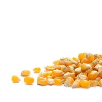 Maíz amarillo seco/maíz, alta proteína, venta al por mayor
