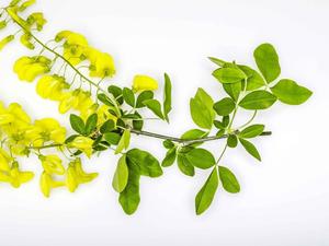 Huile Essentielle Pure de Galbanum 100% Biologique, Origine Turquie, Certifiée GMP, Distillée à la Vapeur, Approvisionnement en Gros - Product Image 4