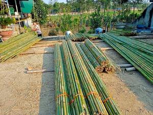 เป็นมิตรกับสิ่งแวดล้อมขนาดแตกต่างกันเสาไม้ไผ่ที่มีราคาถูก/ขายร้อนธรรมชาติ Tonkin เสาไม้ไผ่ /Canes/เดิมพัน99GD - Product Image 3