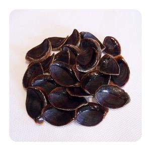 โอเปอเรเตอร์เปลือกหอยทะเล Murex (Sea Shell) 100% หน่วยส่งออกจากเวียดนาม - Product Image 4