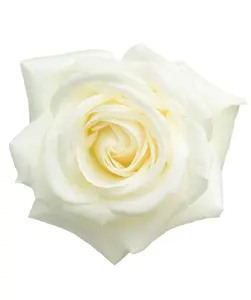 Witte Roos Otto Olie (Rosa Alba) Etherische Olie 100% Pure Natuurlijke Onverdunde Ongesneden Therapeutische Kwaliteit Olie