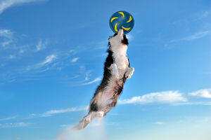 Disco volador de goma para jugar al aire libre, juguete interactivo para mascotas, agua flotante para OEM ODM, todas las estaciones - Product Image 5