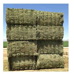 Heno de Alfalfa de Primera Calidad para Caballos, Cerdos, Perros y Peces - Pacas de 50 kg - Product Image 4